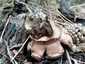 Hármas csillaggomba (Geastrum michelianum), Budai-hegység